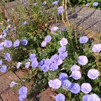 アサガオ,雑草図鑑の画像
