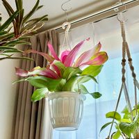 観葉植物,ネオレゲリア,インテリアグリーン,模様替え,ハンギングの画像