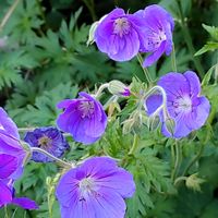 ゲラニウム,日向,宿根・多年草,小さな庭の画像