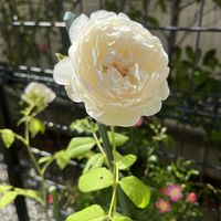 白い薔薇,ガーデニング,まだまだ初心者,名前を教えてください,小さな庭の画像
