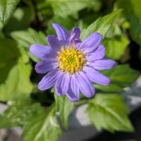 ミヤコワスレ,花のある暮らし,大好きなお花,青い花マニア,おうち園芸の画像