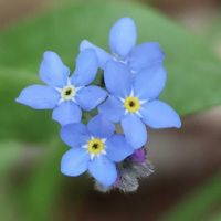ワスレナグサ,山野草,GSのみなさんに感謝♡,高原の花,GS皆様ありがとうの画像