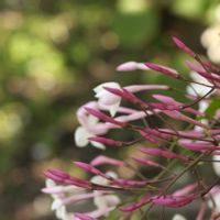 ハゴロモジャスミン,ハゴロモジャスミン,花のある暮らし,小さな幸せ♡,玉ボケの画像