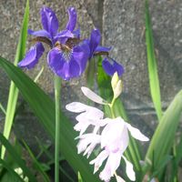アヤメ,シラン,庭の花,シェードガーデン,日陰の庭の画像