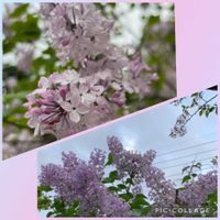 ライラック,ライラック,ツルバラ,ミニバラ　カルーセルコルダナ,ミニバラ　カルーセルコルダナの画像