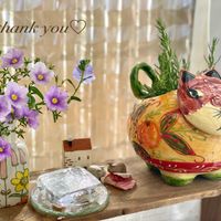 ニーレンベルギア,ローズマリー,花のある暮らし,母の日プレゼント,緑のある暮らしの画像