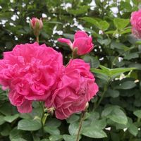 オルレア,可愛い〜♡,花のある暮らし,癒し…♡,ありがとう♡の画像