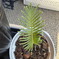 ソテツ,サイカス　カイルンシアナ(偽),ベランダの画像