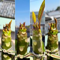 プルメリア,花芽,オザキフラワーパーク,花のある暮らし,熱帯植物の画像