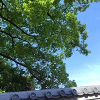 クスノキ,欅.(けやき),新緑,目に青葉～2026の画像