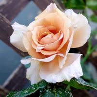クジャクサボテン,薔薇「ジュリア」,薔薇(つるゴールド・バニー),癒し,ばら バラ 薔薇の画像