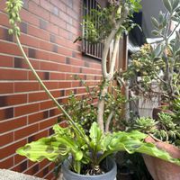 ドリミオプシスマクラータ,観葉植物,鉢花,花のある暮らし,おうち園芸の画像