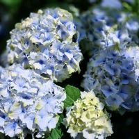 ハイドランジア,ハイドランジア,アジサイ レモンキス,紫陽花 アジサイ あじさい,ライムグリーンの画像