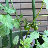 ミニトマト,ミニトマト（アイコ）,玄関アプローチの画像