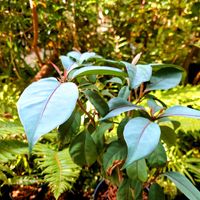 ニーア ビレンス ブルーエクアドル,観葉植物,オシロイバナ科,熱帯植物の画像
