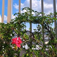 アイビー,鉢植え,花友さんに感謝,ＧＳの皆様に感謝,ベランダの画像
