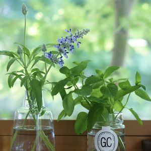 サルビア,ミント,サルビア サリーファン,モヒートミント,庭の花の画像