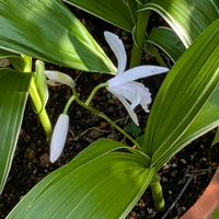 花木,生け垣,植木鉢,花いろいろ,バラと夢CLUBの画像