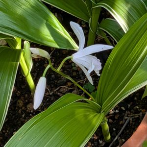 花木,生け垣,植木鉢,花いろいろ,バラと夢CLUBの画像