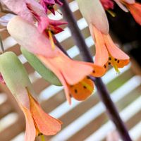 カランコエ,カランコエ,花のある暮らし,植物好き,自然の不思議の画像