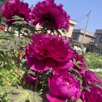 ボタンの画像