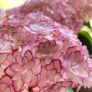 アジサイ ひな祭りルナ,アジサイ ひな祭りルナ,アジサイ　紫陽花,母の日プレゼントの画像