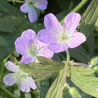 ゲラニウム,花のある暮らし,青い花マニア,おうち園芸,チーム・ブルーの画像