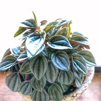 ぺぺロミア　ナポリナイツ,観葉植物,植物のある暮らし,観葉植物のある暮らし,植欲が止まらないの画像