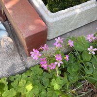 ムラサキカタバミの画像