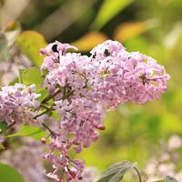ライラック,花木,今日のお花,野の花山の花,木を見に行こうの画像
