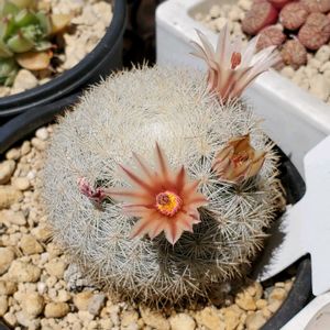 サボテン,マミラリア 満月,サボテンの花,花のある暮らし,植物のある暮らしの画像