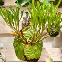 ビカクシダ リドレイ,観葉植物,シダ植物,ビカクシダ属,着生植物の画像