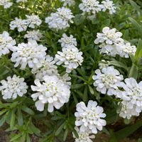 イベリス,ペチュニアおゆきちゃん,花のある暮らし,おうち園芸,白い水曜日♡の画像