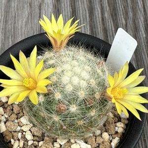サボテン,香花丸,芳香丸,サボテン科,サボテンの花の画像