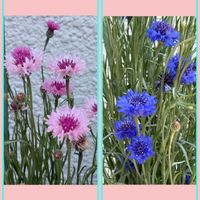 エリゲロン,サニーレタス,サニーレタス,八重矢車草,八重矢車草の画像