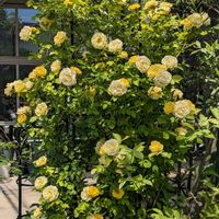 薔薇・ベルメール,つるバラ,黄色のバラの画像