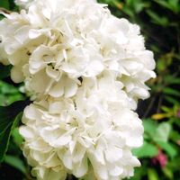 ユキノシタ,柚子,山野草,白い花,白い水曜日♡の画像