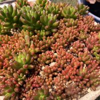 虹の玉,星美人,桃太郎,ピュアラブ,多肉植物のある暮らしの画像