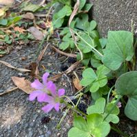 ムラサキカタバミの画像