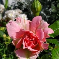 ランタナ,ばら バラ 薔薇,小さな庭の画像