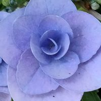 アジサイ,クジャクサボテン,紫陽花,鉢植え,植えっぱなしの画像