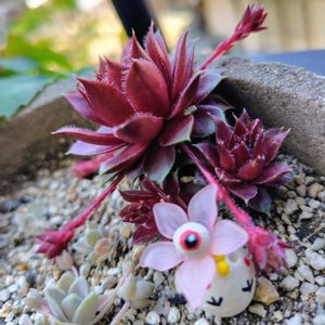 秋麗,センペルビウム,多肉植物,大好き,花芽の画像