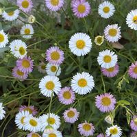 オルラヤ,タイム,スーパーアリッサム,フクロナデシコ,エリゲロン（ペラペラヨメナ）の画像