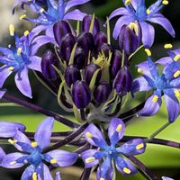 シラー・ペルビアナ,お花,ラッキー♪,植えた覚えの無いお花さんの画像