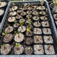 アデニウム アラビカム,アデニウム オベスム,多肉植物,塊根植物,みしょり隊の画像