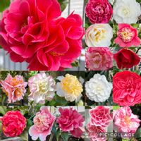 ツバキ,つばき,美しい,花のある暮らし,美人さんの画像