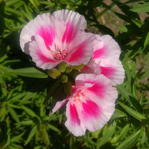 ゴテチャ,実生苗,種まき,花のある暮らし,植物のある暮らしの画像