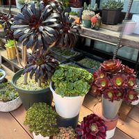 黒法師,小人の祭り,リリーパッド,リリーパッド,多肉植物の画像