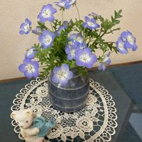 タイム,ネモフィラ,火祭り,多肉植物,ハーブの画像