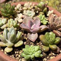 謎の多肉植物,多肉植物,多肉植物寄せ植えの画像